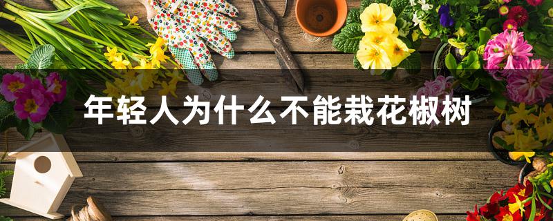 年轻人为什么不能栽花椒树 年轻人为什么不能栽花椒树