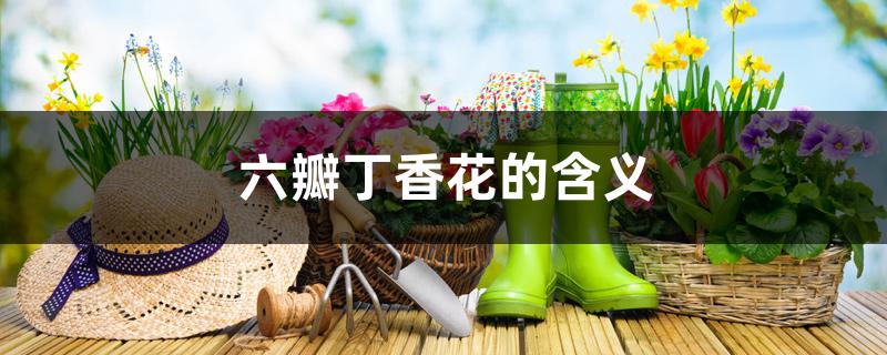 六瓣丁香花的含义 六瓣丁香花的含义