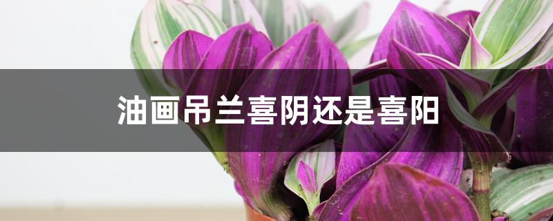 油画吊兰喜阴还是喜阳 油画吊兰喜阴还是喜阳