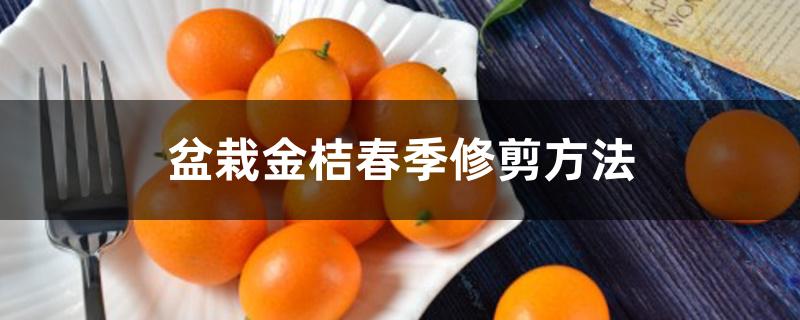 盆栽金桔春季修剪方法 盆栽金桔春季修剪方法