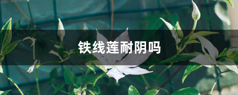 铁线莲耐阴吗 铁线莲耐阴吗