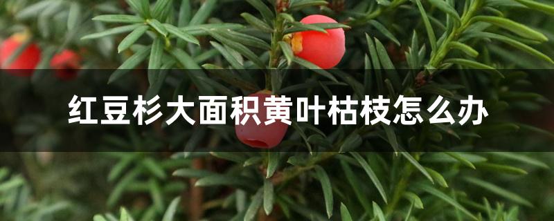 红豆杉大面积黄叶枯枝怎么办 红豆杉大面积黄叶枯枝怎么办