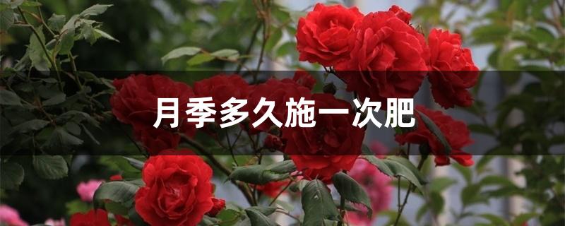 月季多久施一次肥 月季多久施一次肥