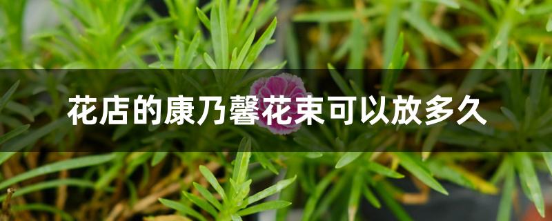 花店的康乃馨花束可以放多久 花店的康乃馨花束可以放多久