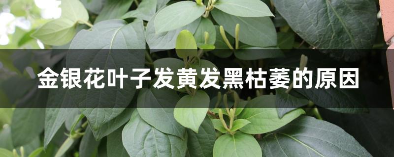 金银花叶子发黄发黑枯萎的原因 金银花叶子发黄发黑枯萎的原因