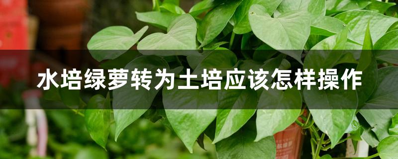 水培绿萝转为土培应该怎样操作 水培绿萝转为土培应该怎样操作