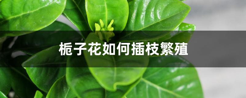 栀子花如何插枝繁殖 栀子花如何插枝繁殖