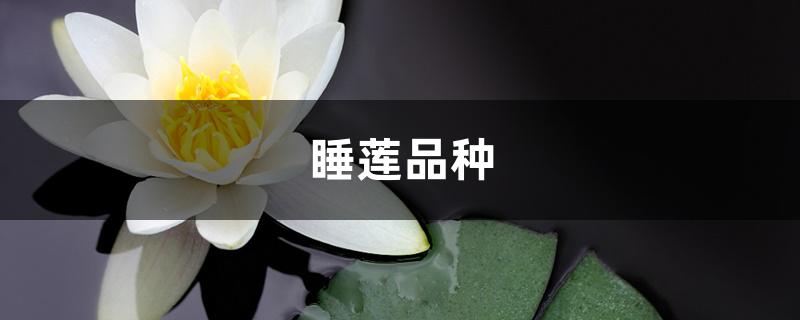 睡莲品种 睡莲品种