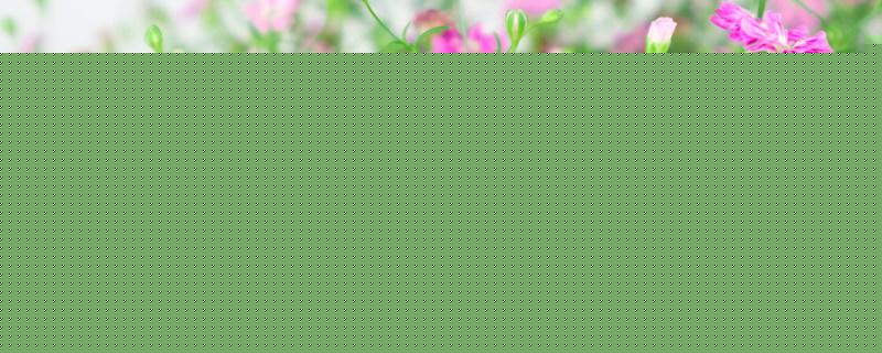 麦蓝菜和满天星幼苗的区别 麦蓝菜和满天星幼苗的区别