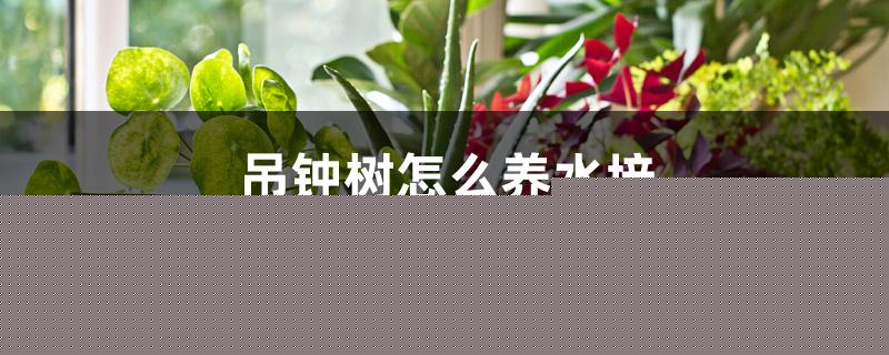 吊钟树怎么养水培 吊钟树怎么养水培