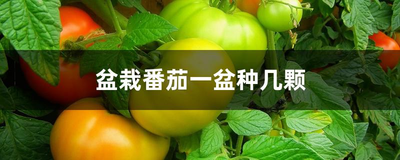 盆栽番茄一盆种几颗 盆栽番茄一盆种几颗