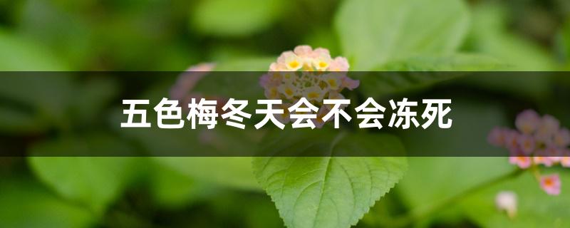 五色梅冬天会不会冻死 五色梅冬天会不会冻死