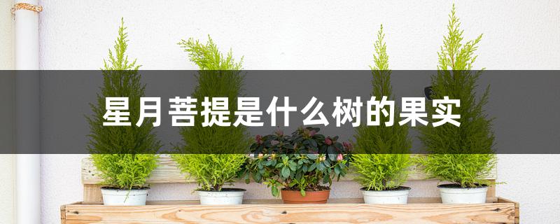 星月菩提是什么树的果实 星月菩提是什么树的果实