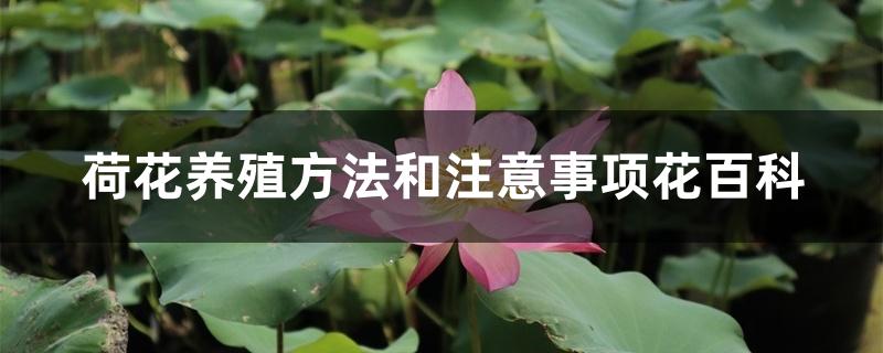 荷花养殖方法和注意事项花百科 荷花养殖方法和注意事项花百科