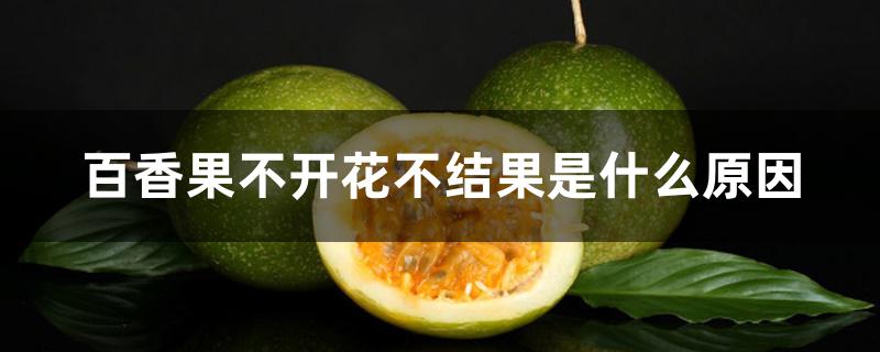 百香果不开花不结果是什么原因 百香果不开花不结果是什么原因