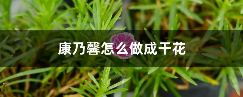 康乃馨怎么做成干花 康乃馨怎么做成干花
