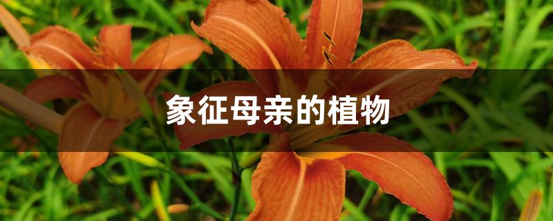 象征母亲的植物 象征母亲的植物
