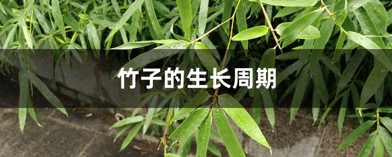 竹子的生长周期 竹子的生长周期