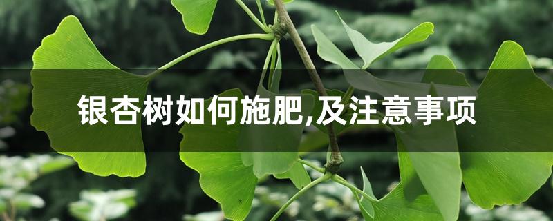 银杏树如何施肥,及注意事项 银杏树如何施肥,及注意事项