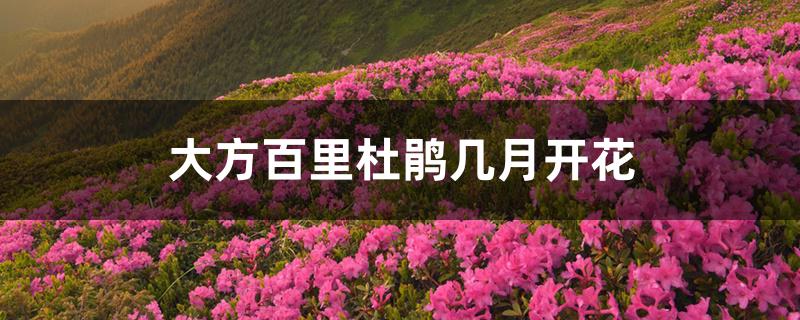 大方百里杜鹃几月开花 大方百里杜鹃几月开花