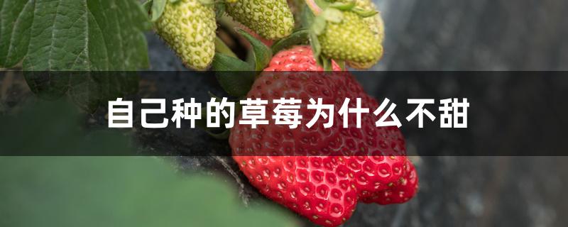 自己种的草莓为什么不甜 自己种的草莓为什么不甜