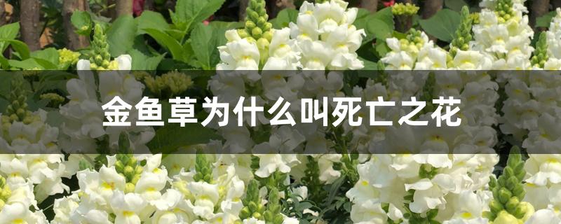 金鱼草为什么叫死亡之花 金鱼草为什么叫死亡之花