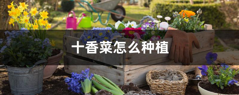 十香菜怎么种植 十香菜怎么种植