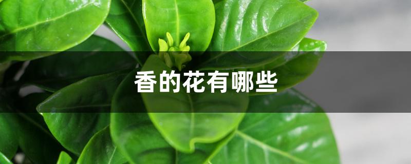 香的花有哪些 香的花有哪些