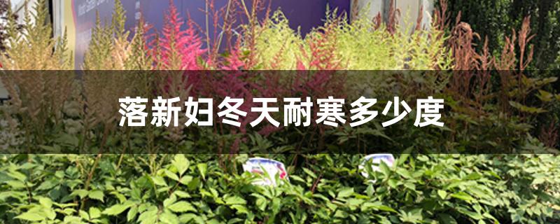 落新妇冬天耐寒多少度 落新妇冬天耐寒多少度