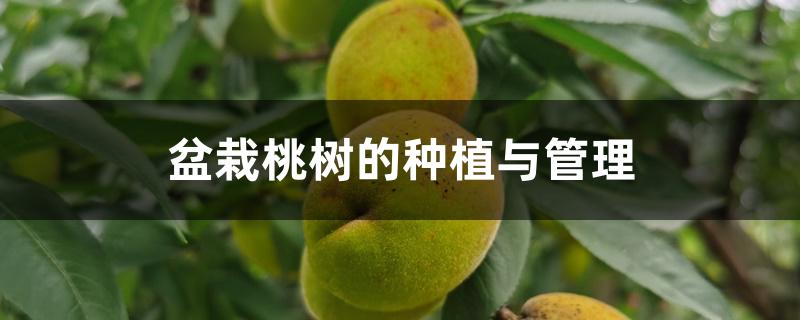 盆栽桃树的种植与管理 盆栽桃树的种植与管理