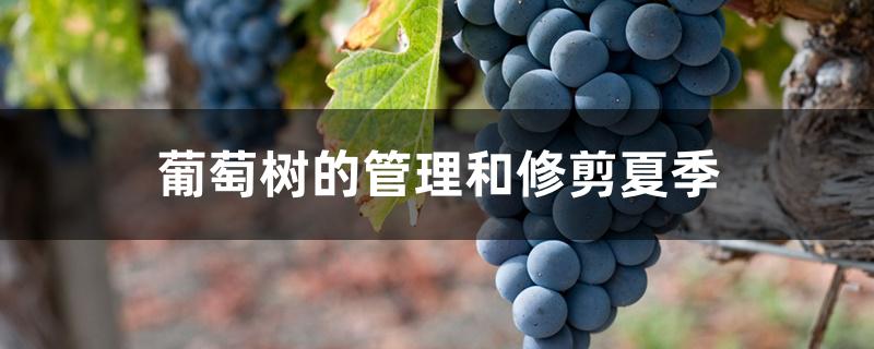 葡萄树的管理和修剪夏季 葡萄树的管理和修剪夏季