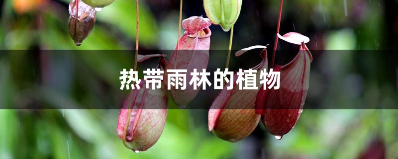 热带雨林的植物 热带雨林的植物