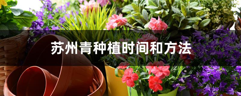 苏州青种植时间和方法 苏州青种植时间和方法
