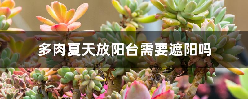 多肉夏天放阳台需要遮阳吗 多肉夏天放阳台需要遮阳吗