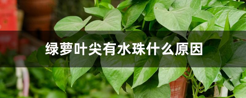 绿萝叶尖有水珠什么原因 绿萝叶尖有水珠什么原因