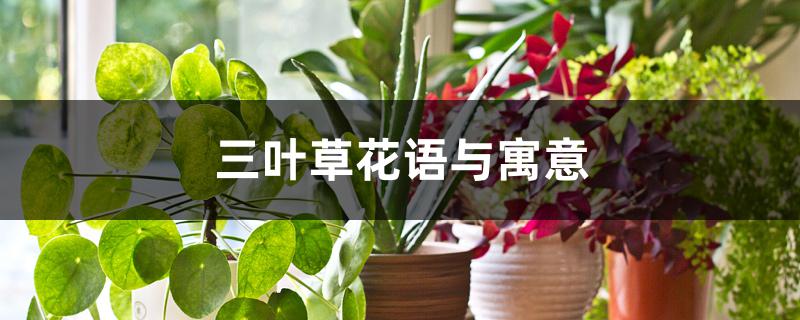 三叶草花语与寓意 三叶草花语与寓意