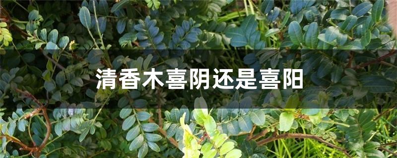 清香木喜阴还是喜阳 清香木喜阴还是喜阳