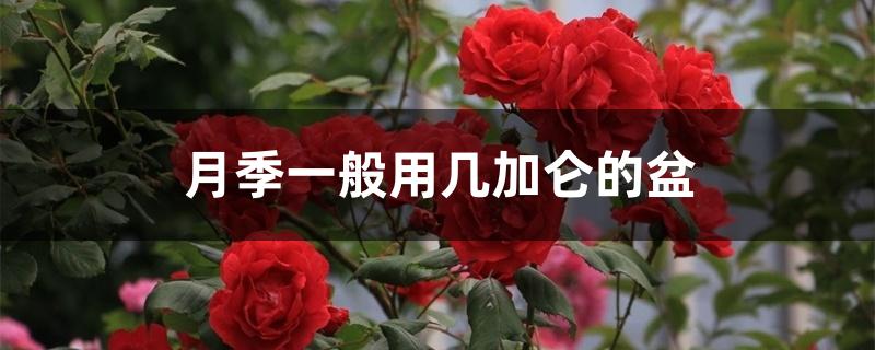 月季一般用几加仑的盆 月季一般用几加仑的盆