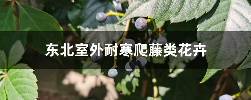 东北室外耐寒爬藤类花卉 东北室外耐寒爬藤类花卉