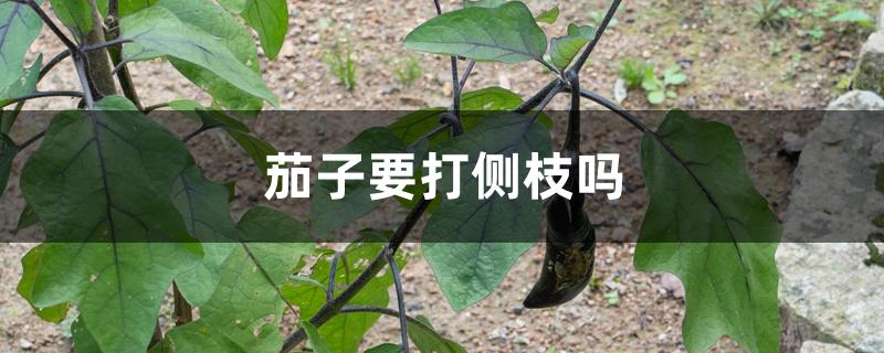 茄子要打侧枝吗 茄子要打侧枝吗
