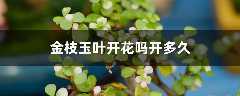 金枝玉叶开花吗开多久 金枝玉叶开花吗开多久