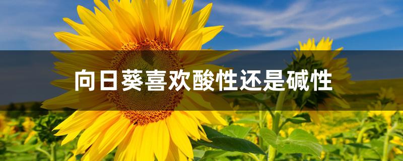 向日葵喜欢酸性还是碱性 向日葵喜欢酸性还是碱性