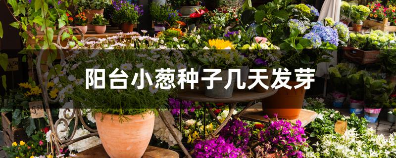 阳台小葱种子几天发芽 阳台小葱种子几天发芽
