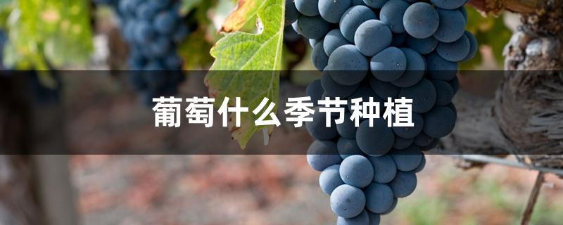 葡萄什么季节种植 葡萄什么季节种植