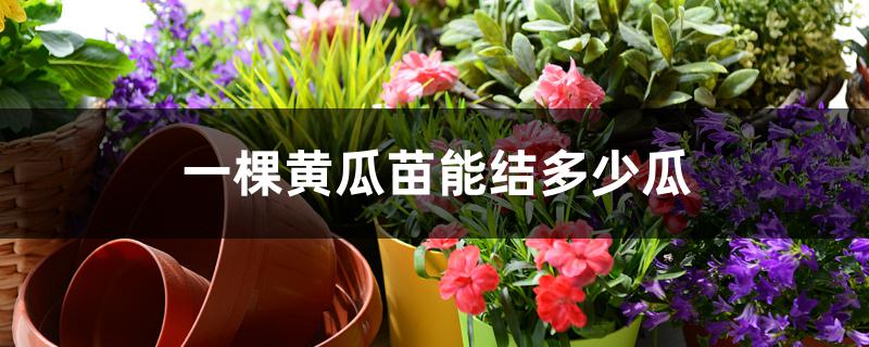一棵黄瓜苗能结多少瓜 一棵黄瓜苗能结多少瓜