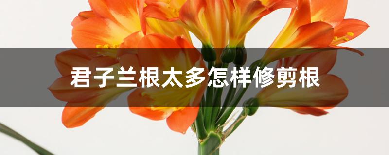 君子兰根太多怎样修剪根 君子兰根太多怎样修剪根