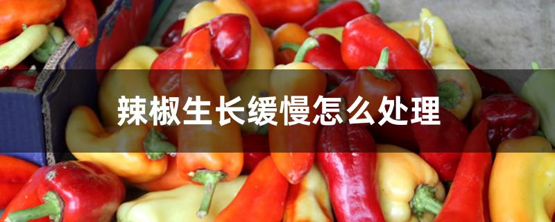 辣椒生长缓慢怎么处理 辣椒生长缓慢怎么处理