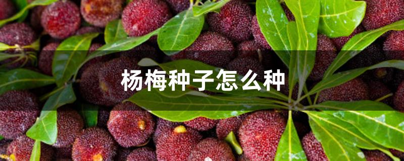 杨梅种子怎么种 杨梅种子怎么种