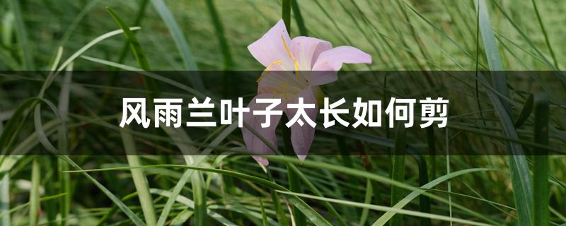 风雨兰叶子太长如何剪 风雨兰叶子太长如何剪