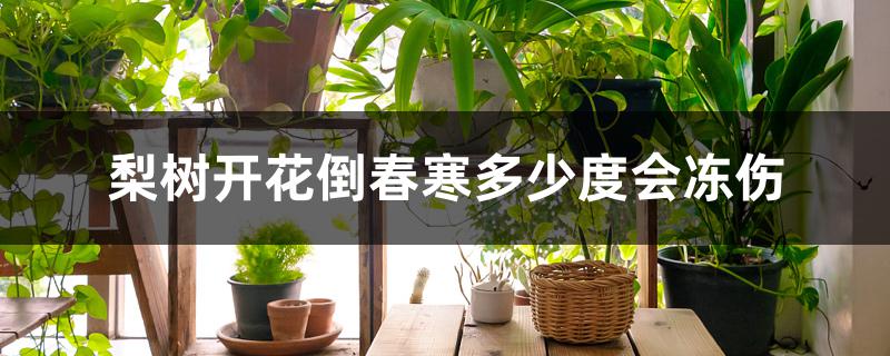 梨树开花倒春寒多少度会冻伤 梨树开花倒春寒多少度会冻伤